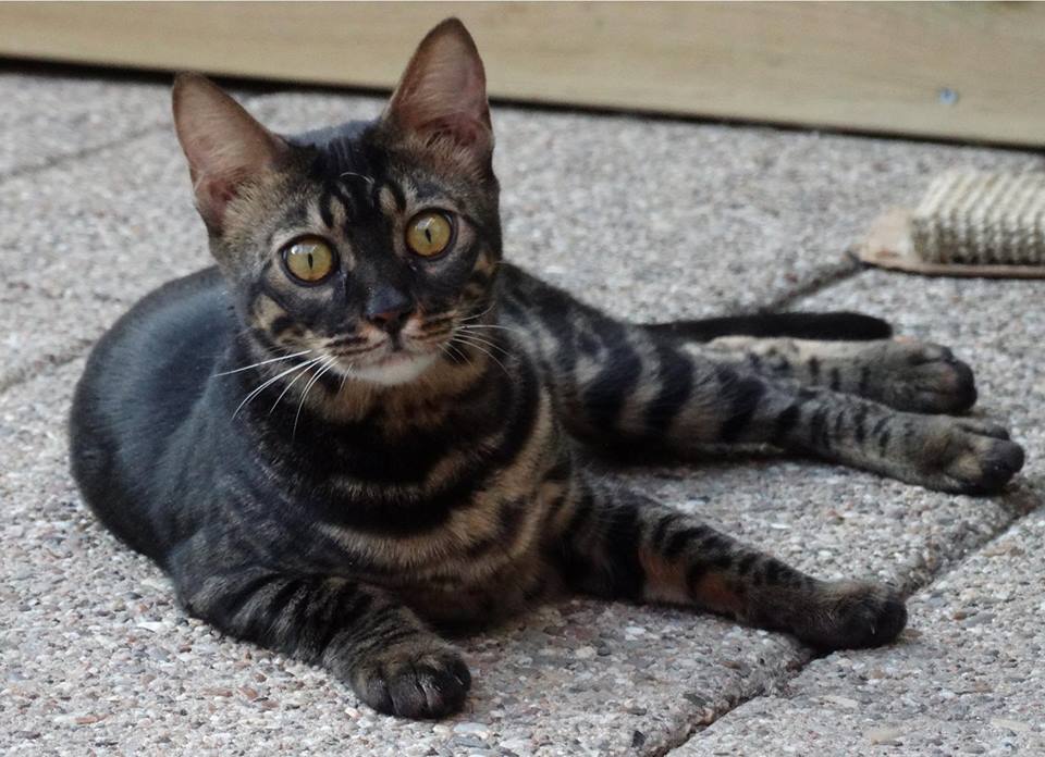 Cattery One in a Million - charcoal bengaal