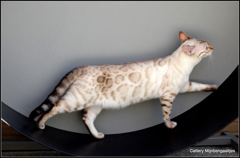 cattery one in a million - de sneeuwbengaal