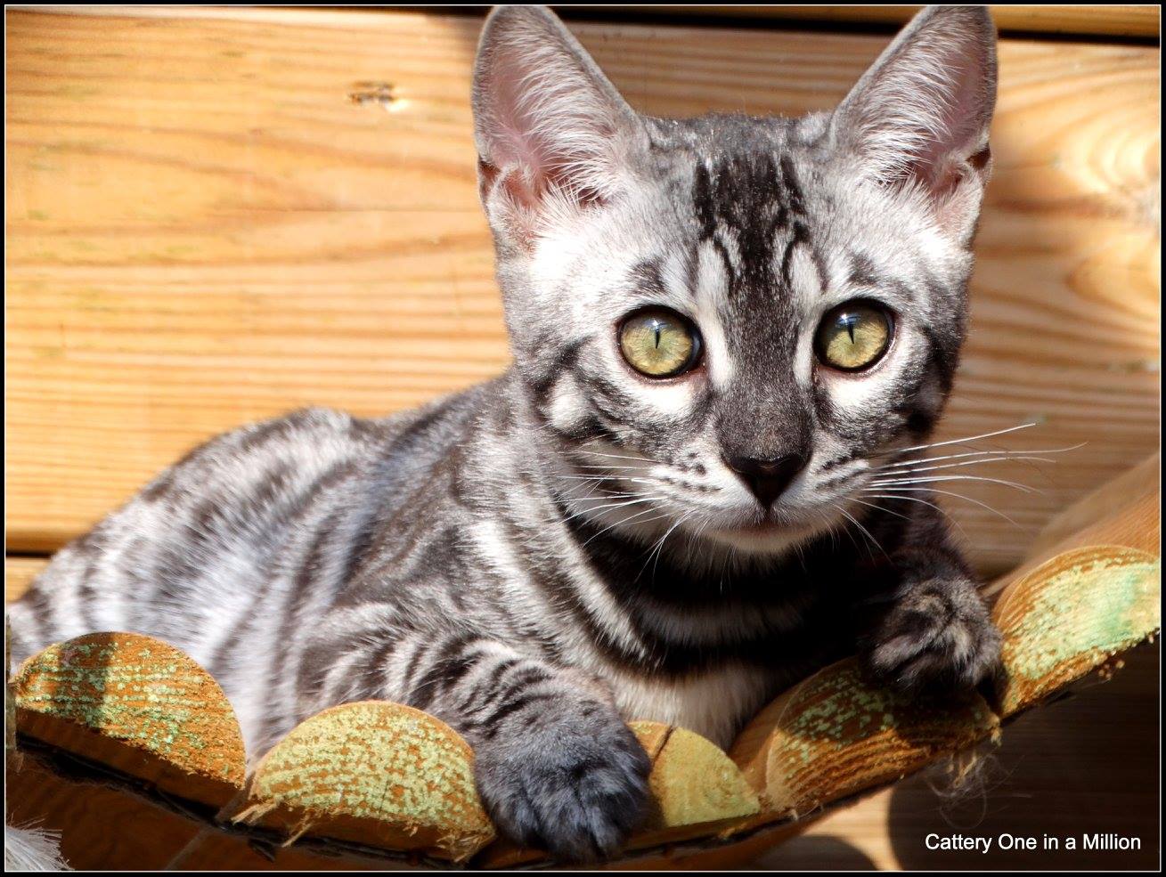 cattery one in a million - Ziva