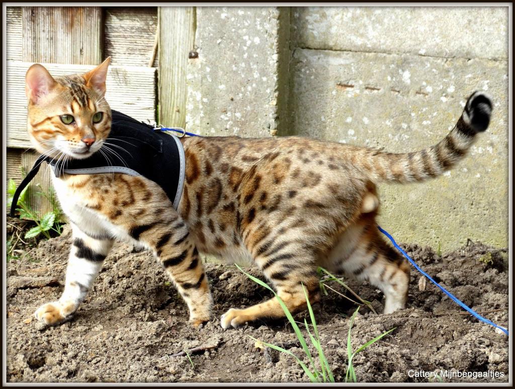 cattery One in a Million