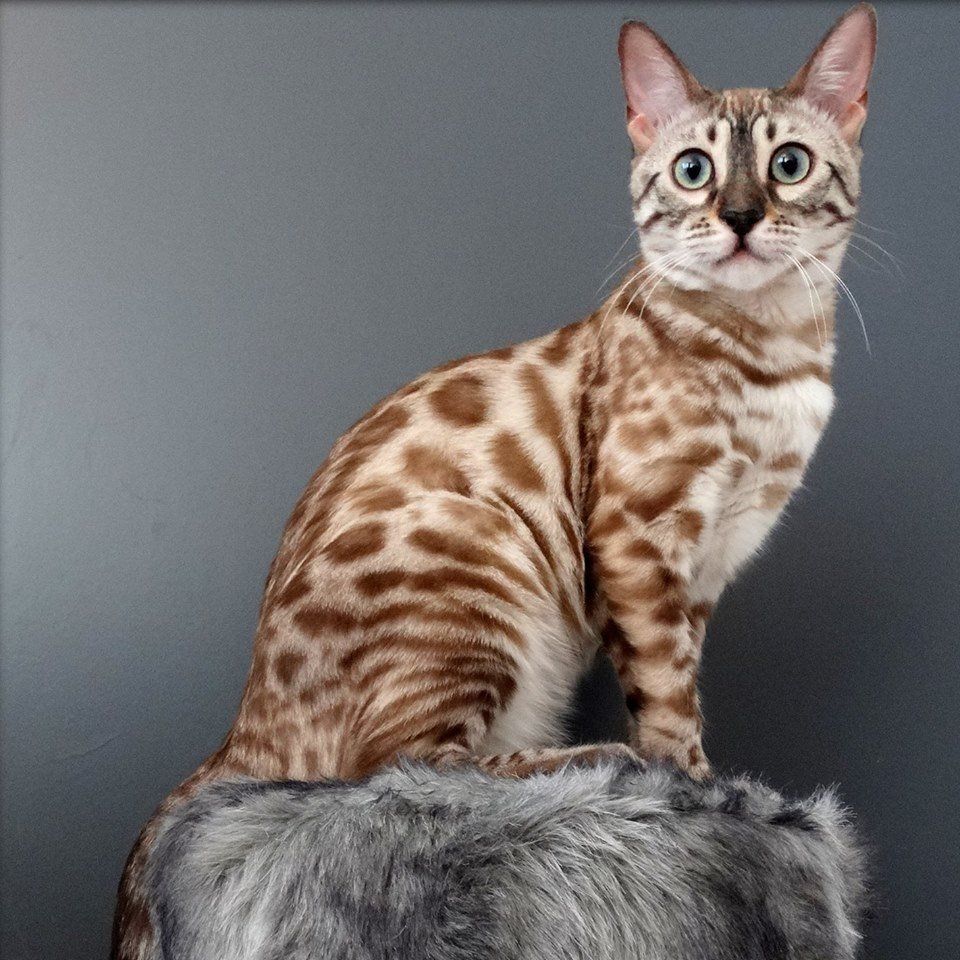 cattery one in a million - de sneeuwbengaal