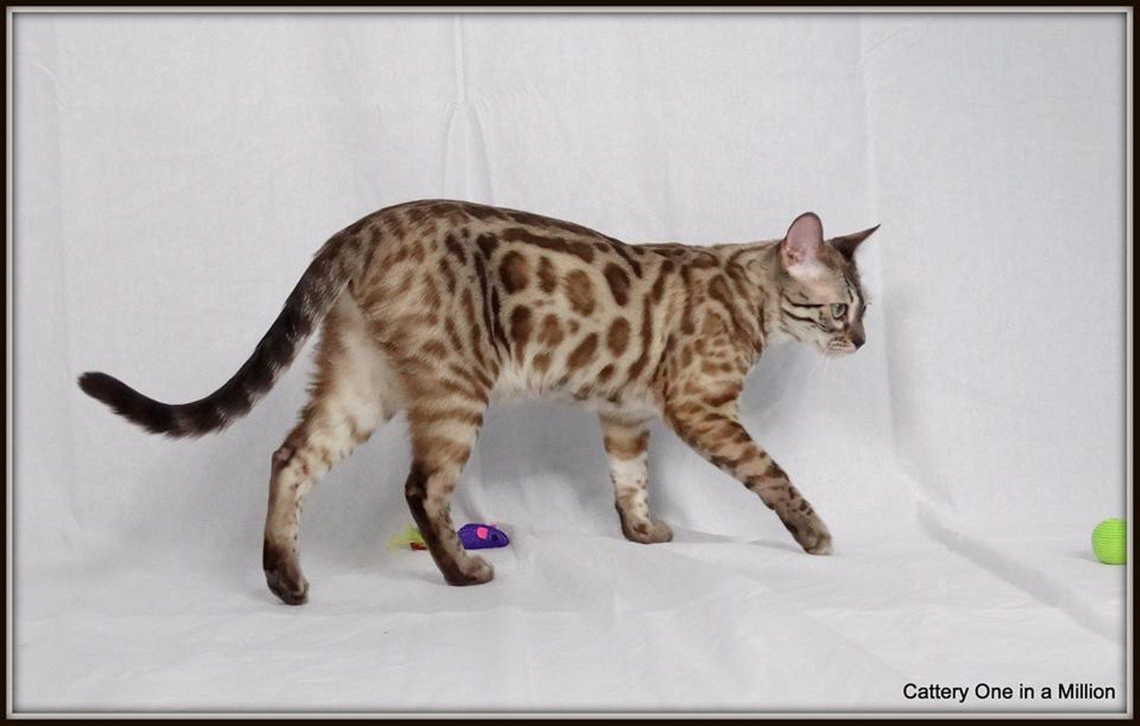Cattery One in a Million - charcoal bengaal