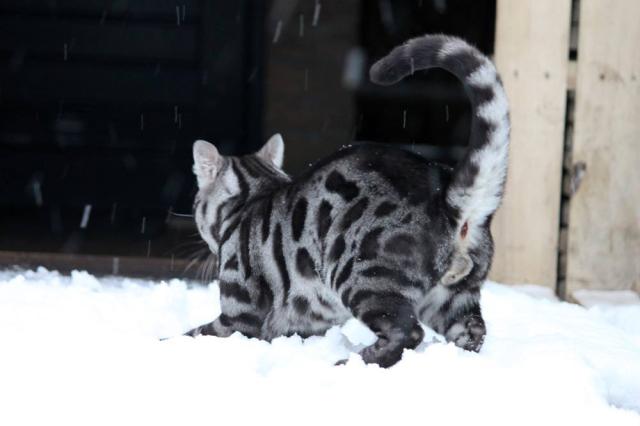 Cattery One in a Million