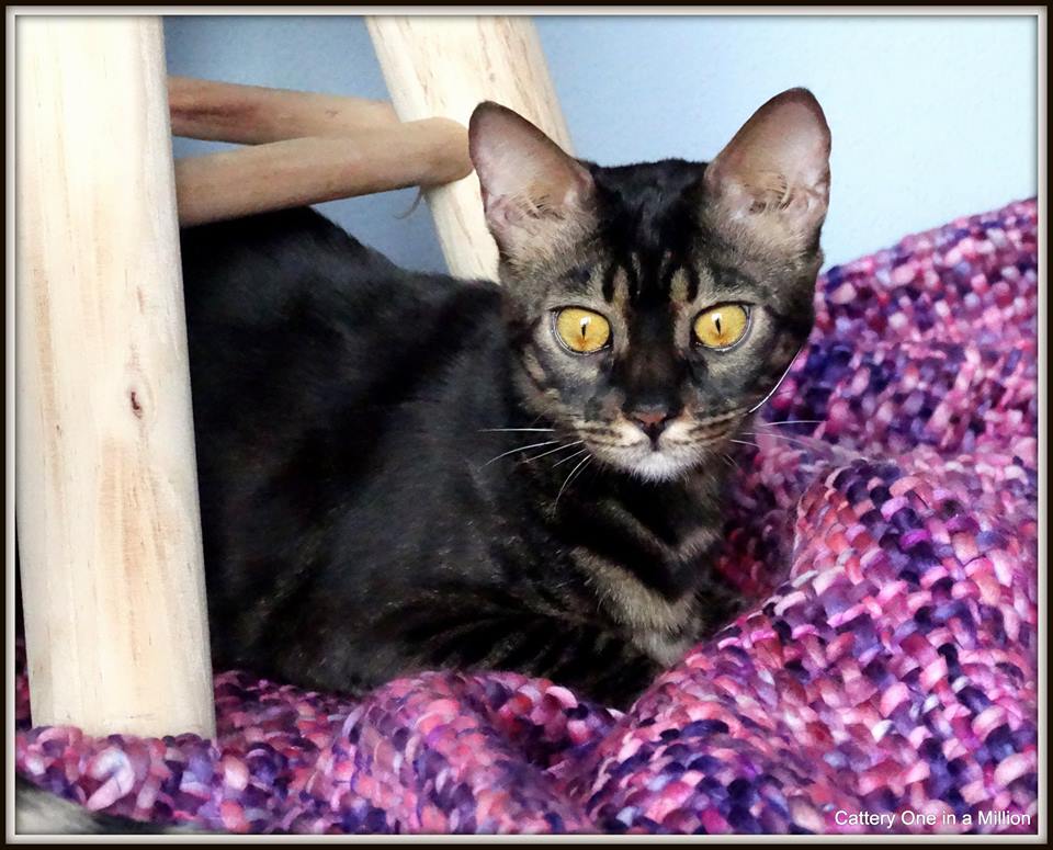 cattery One in a Million