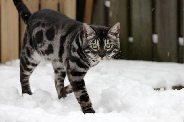 Cattery One in a Million