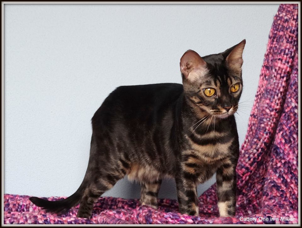 cattery One in a Million