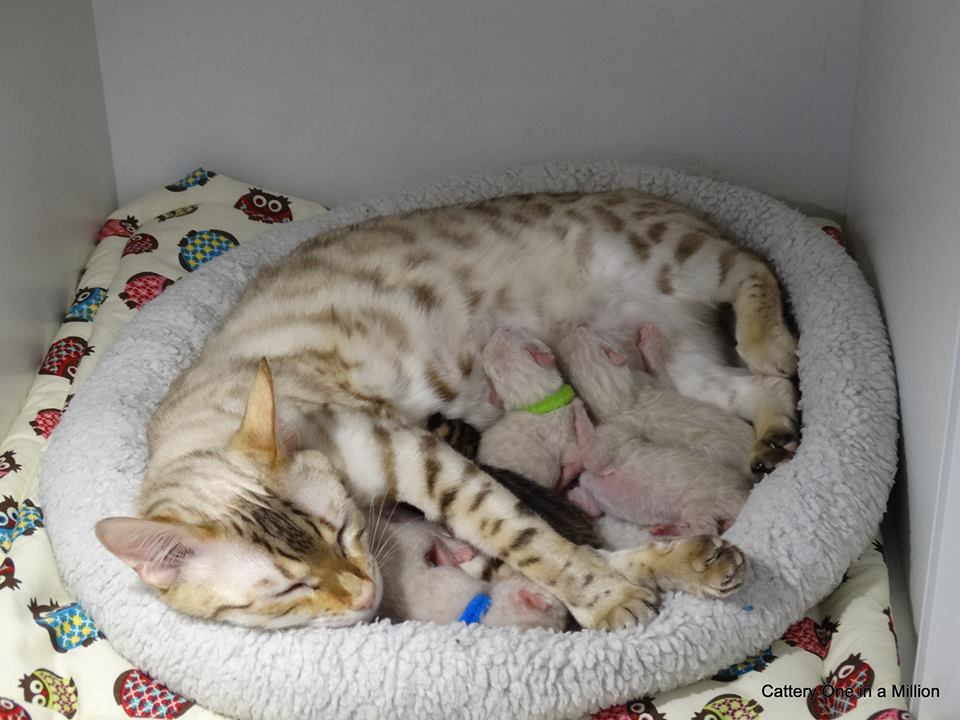 cattery one in a million - de sneeuwbengaal