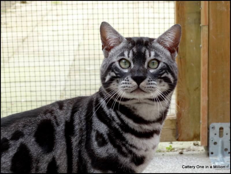 Cattery One in a Million - charcoal bengaal