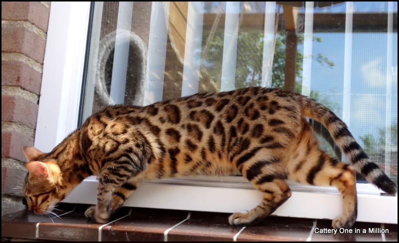 cattery one in a million - Stella