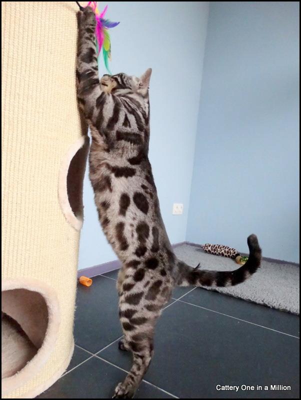 Cattery One in a Million