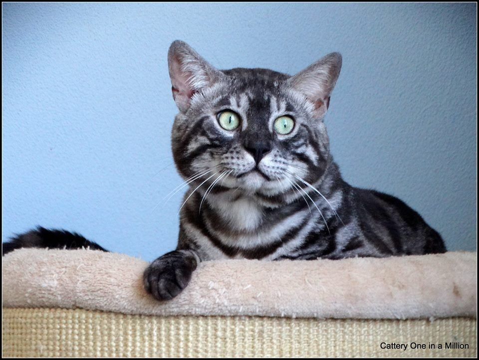 Cattery One in a Million