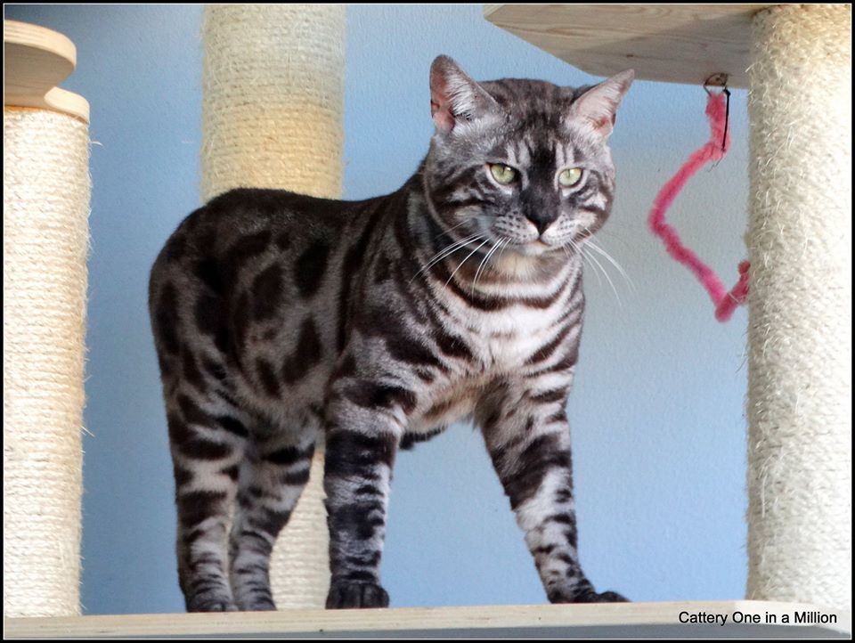 cattery one in a million - de zilverbengaal