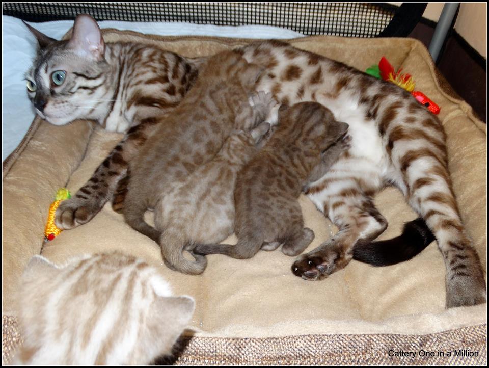 cattery one in a million - de sneeuwbengaal