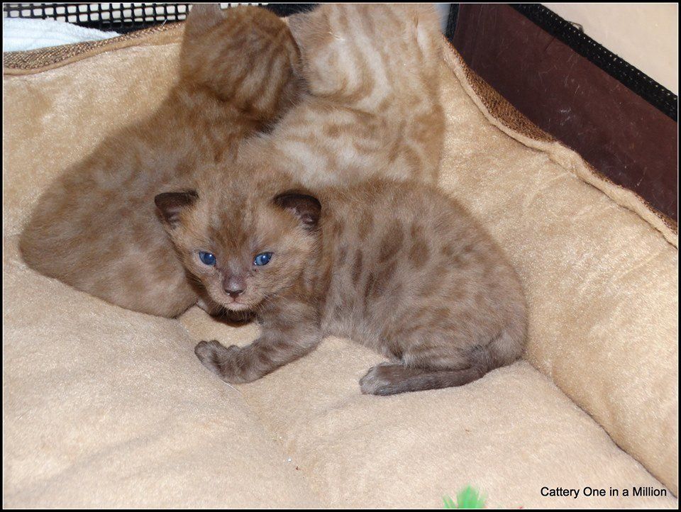 cattery one in a million - de sneeuwbengaal