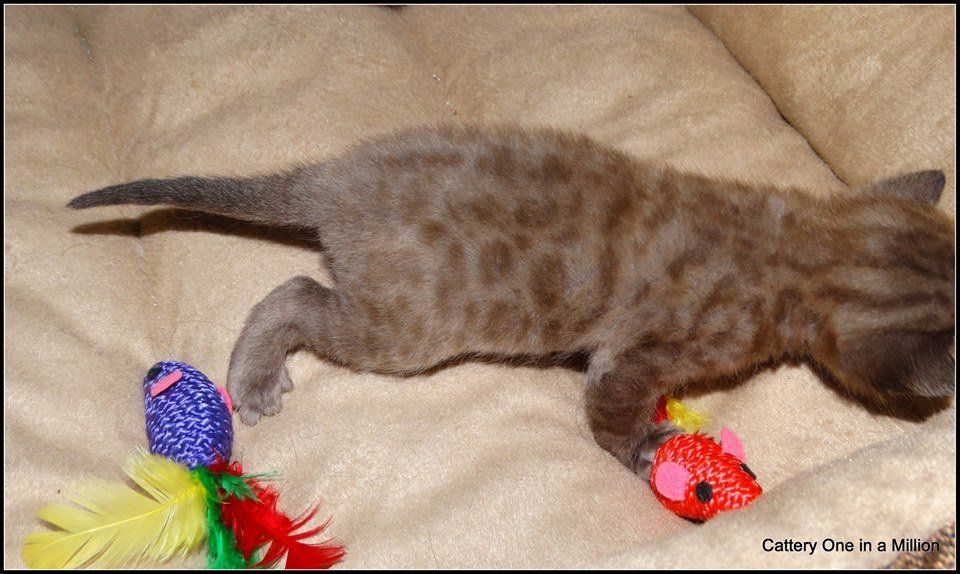 cattery one in a million - de sneeuwbengaal