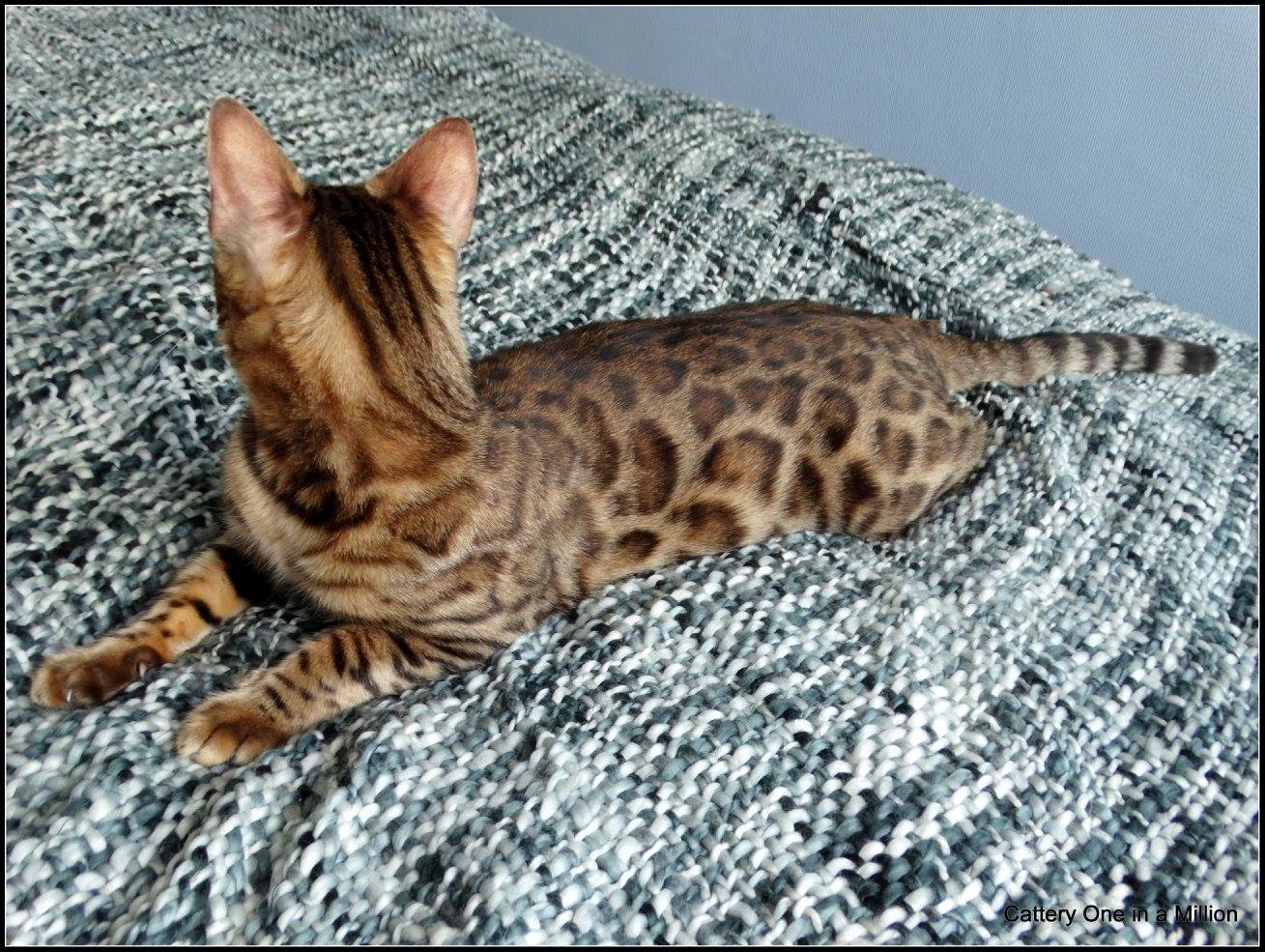 cattery one in a million - Stella