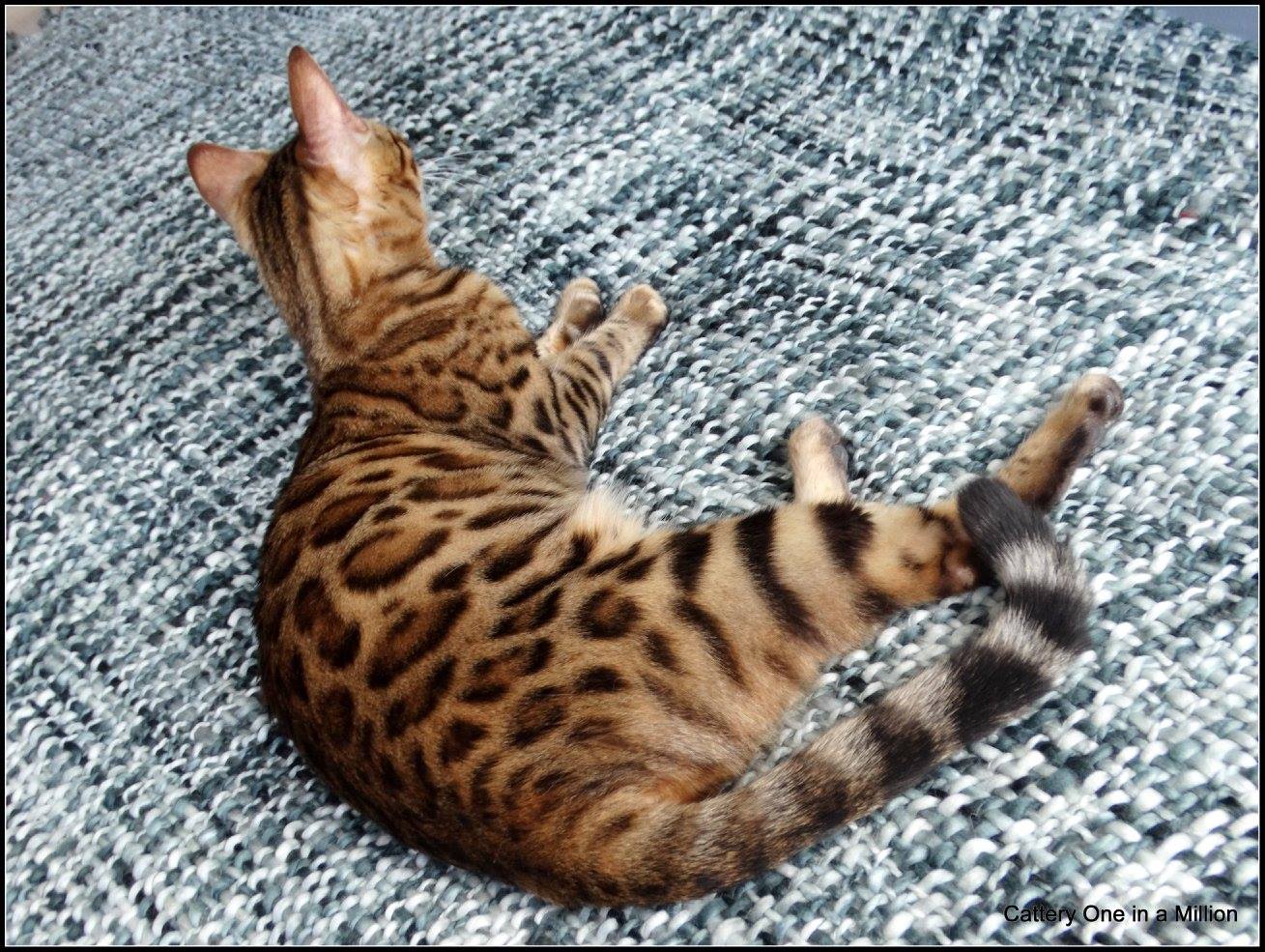 cattery one in a million - Stella
