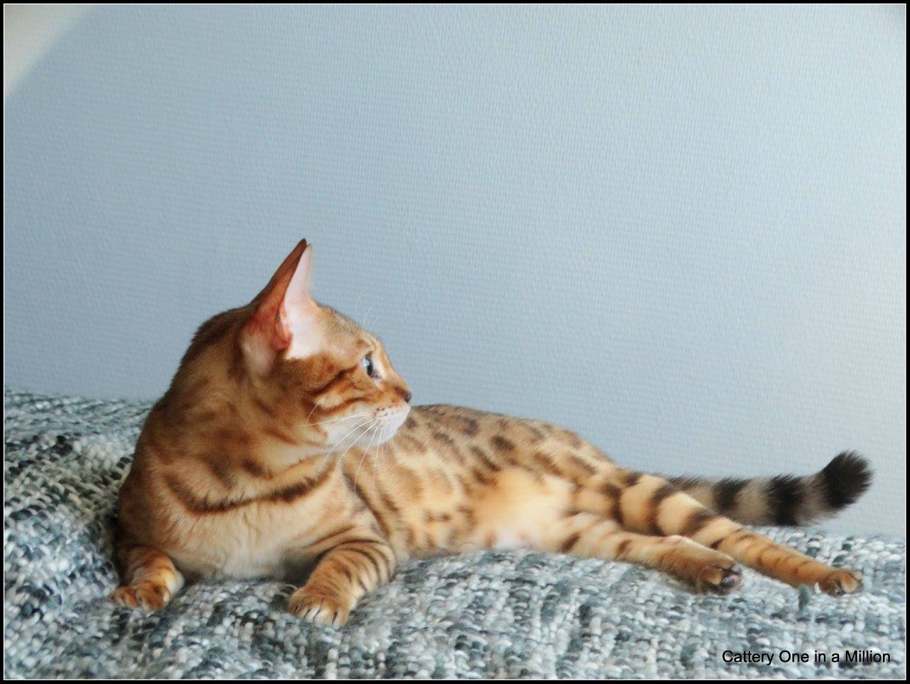 cattery one in a million - Eleanor