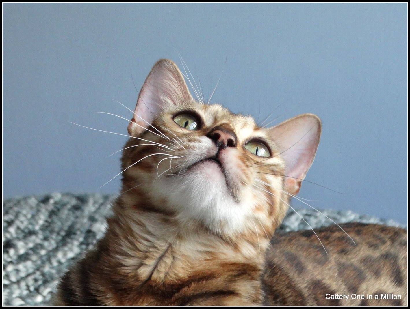 cattery one in a million - Stella