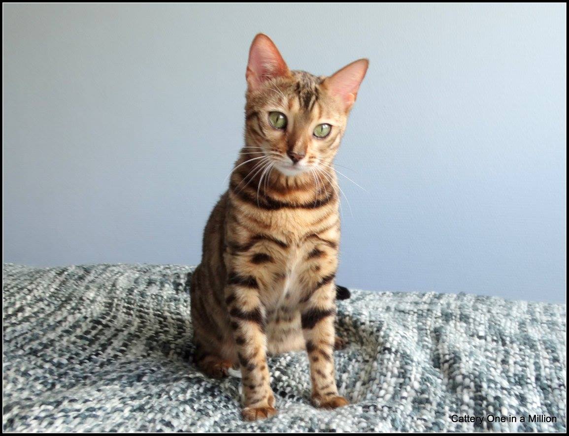cattery one in a million - Stella