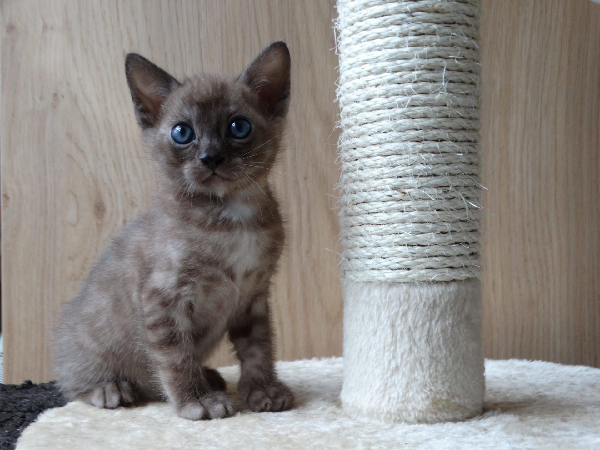 cattery one in a million - de sneeuwbengaal