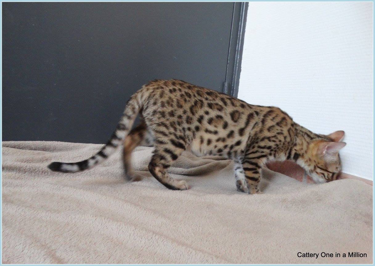 cattery One ina  Million