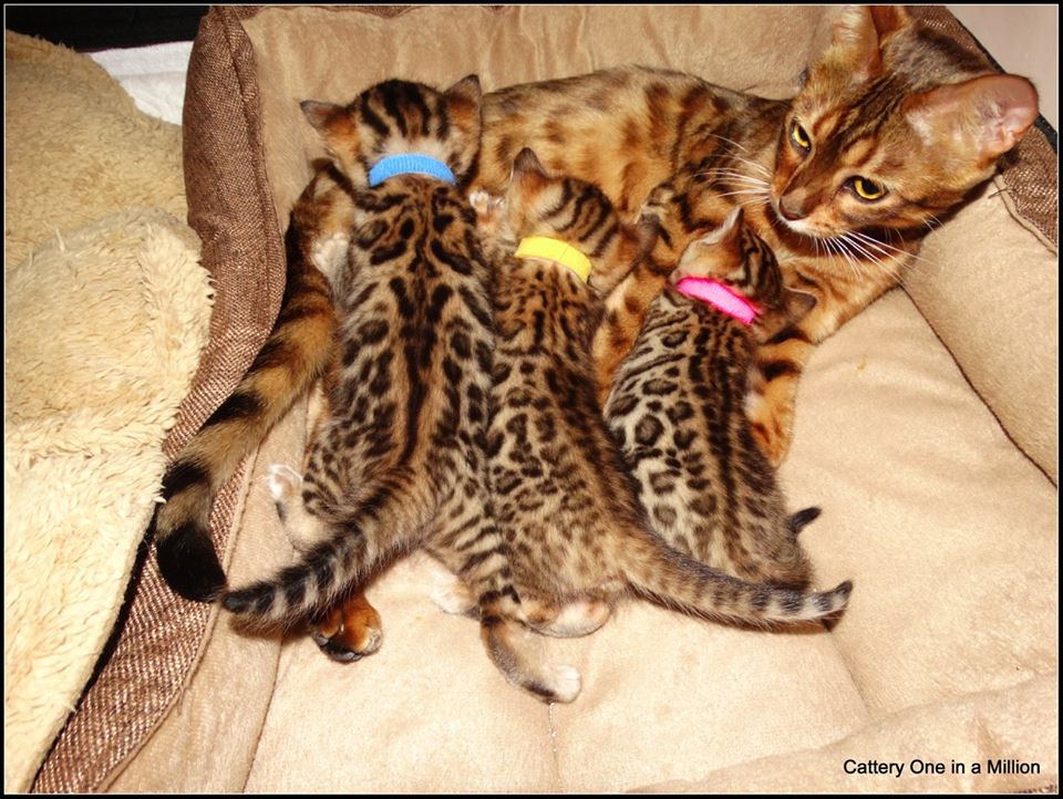 cattery One in a Million