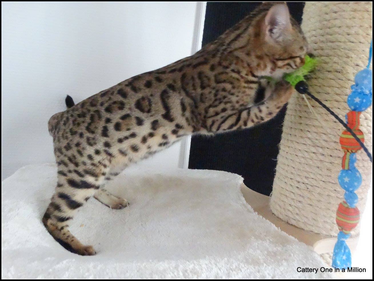 cattery One ina  Million