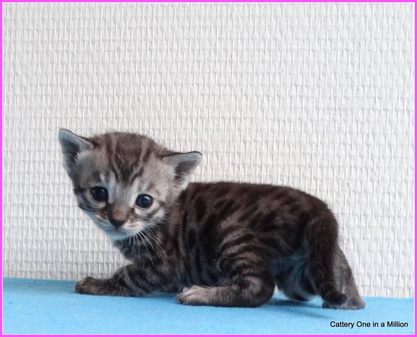 cattery one in a million - Ziva