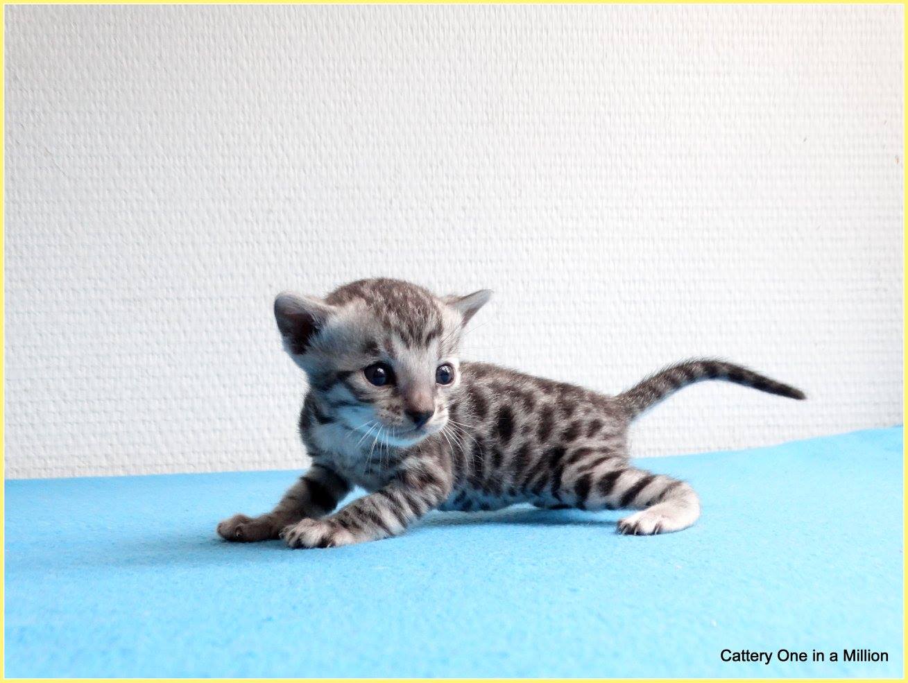 cattery one in a million - Jazz