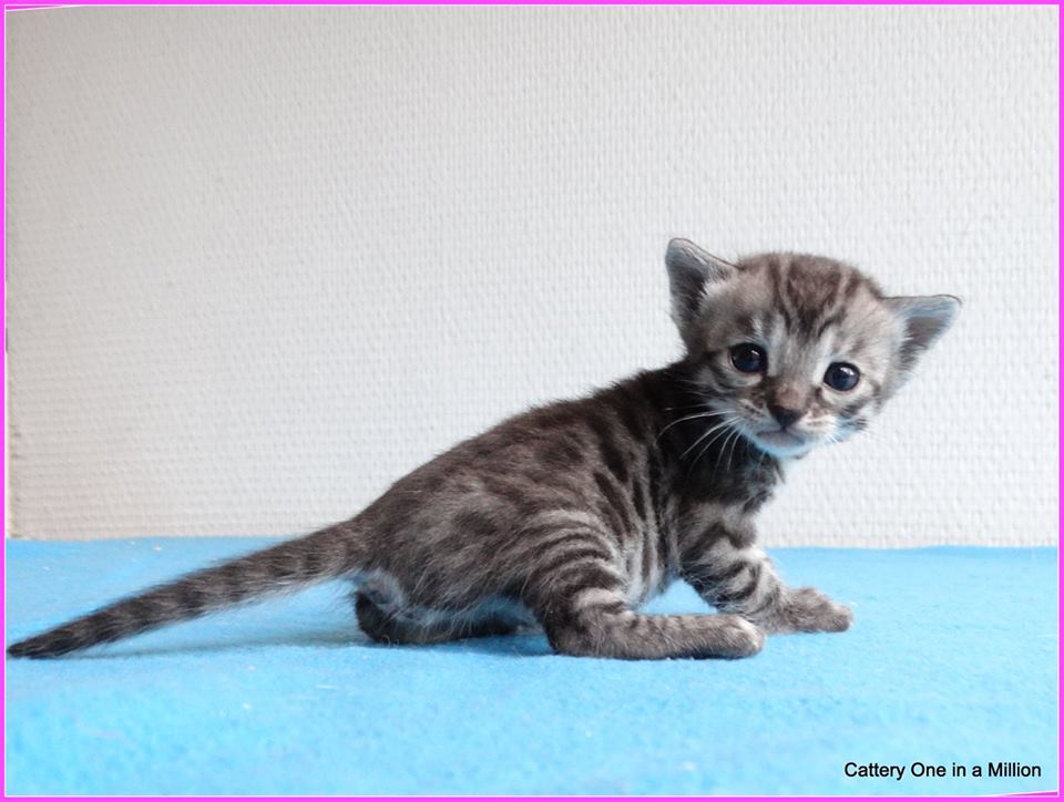 cattery one in a million - Ziva