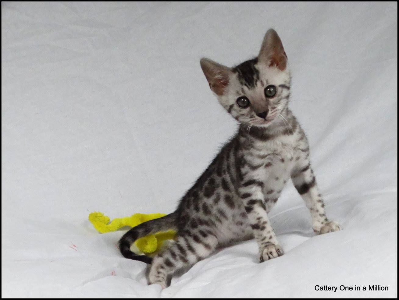 cattery one in a million - Jazz