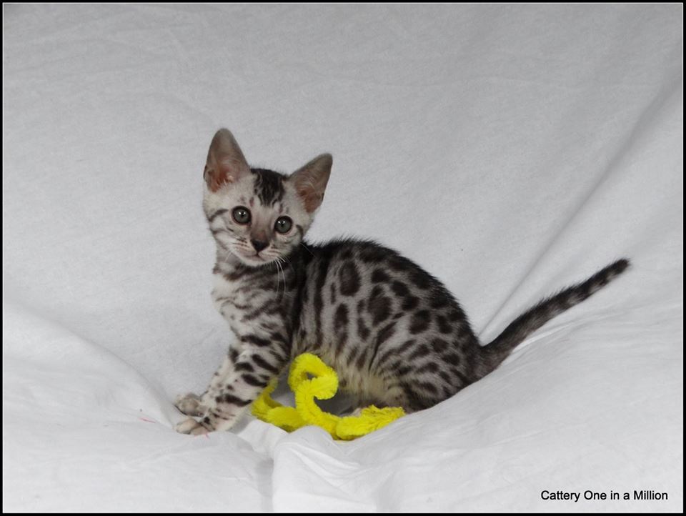 cattery one in a million - Jazz