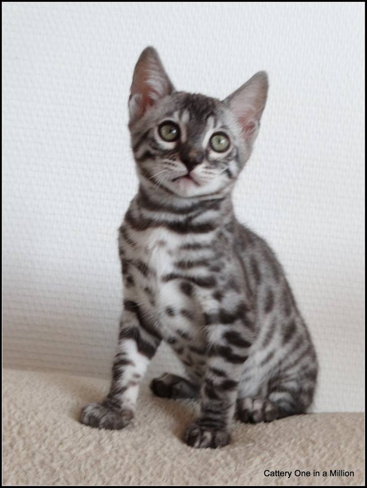 cattery one in a million - Ziva