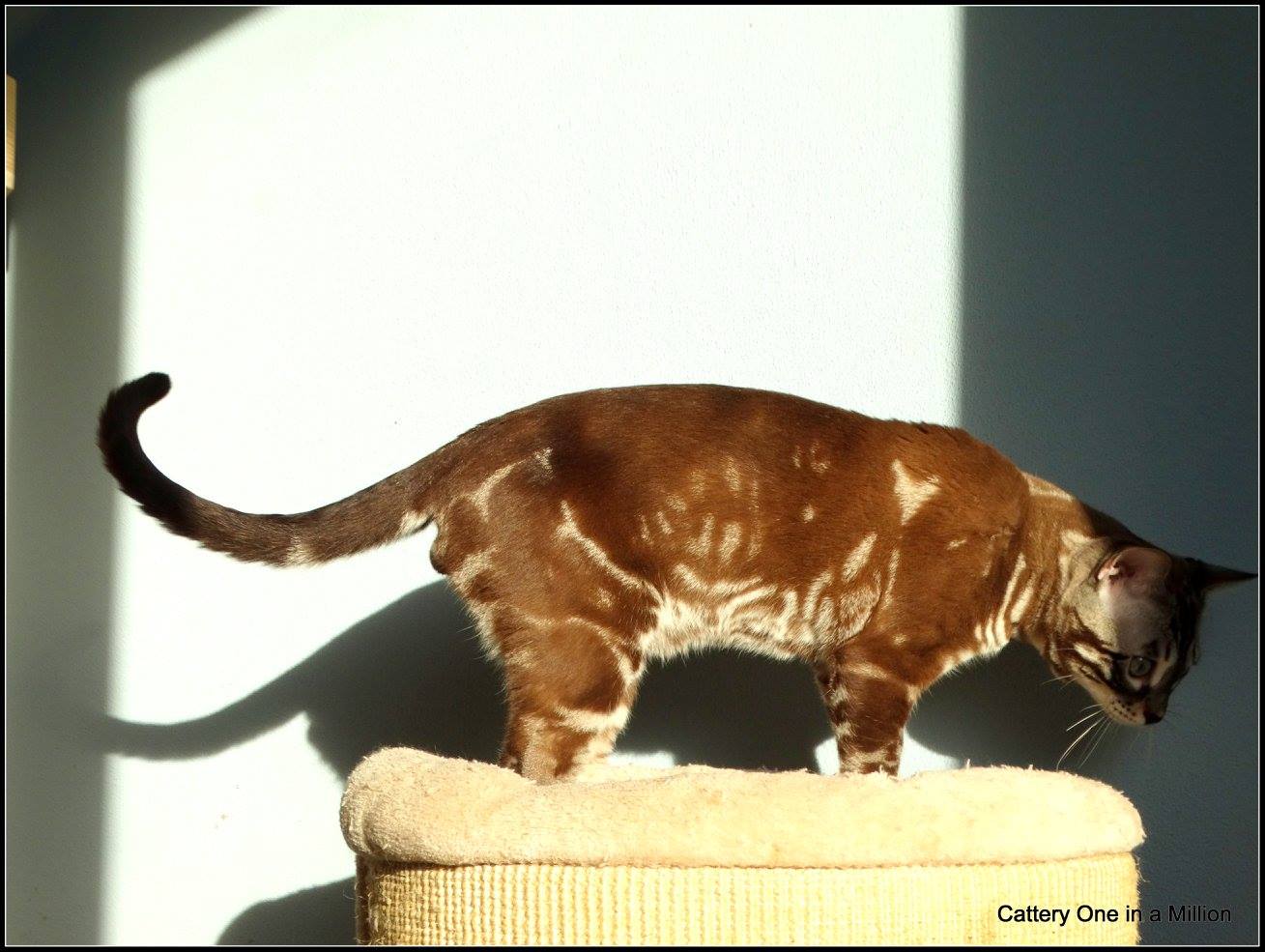 cattery one in a million - Lego