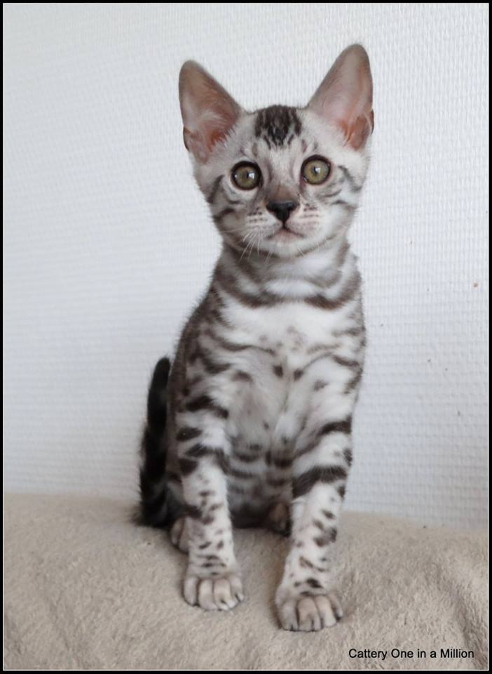 cattery one in a million - Jazz