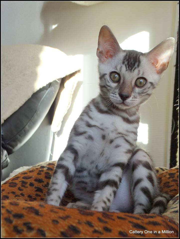 cattery one in a million - Jazz