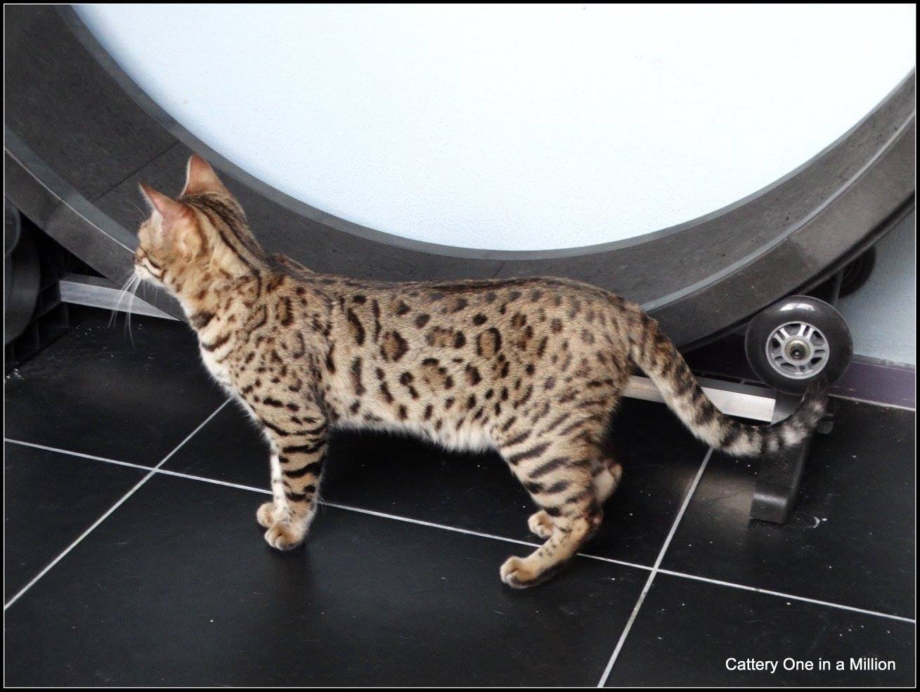 cattery One ina  Million