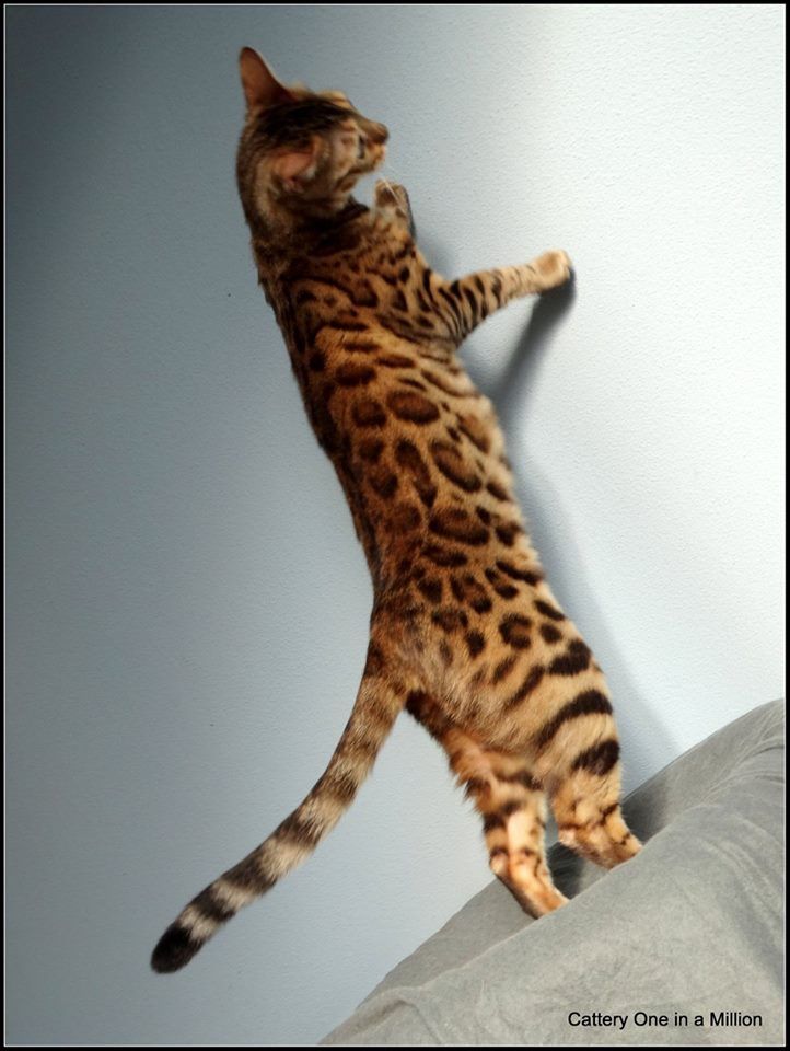 cattery one in a million - Stella