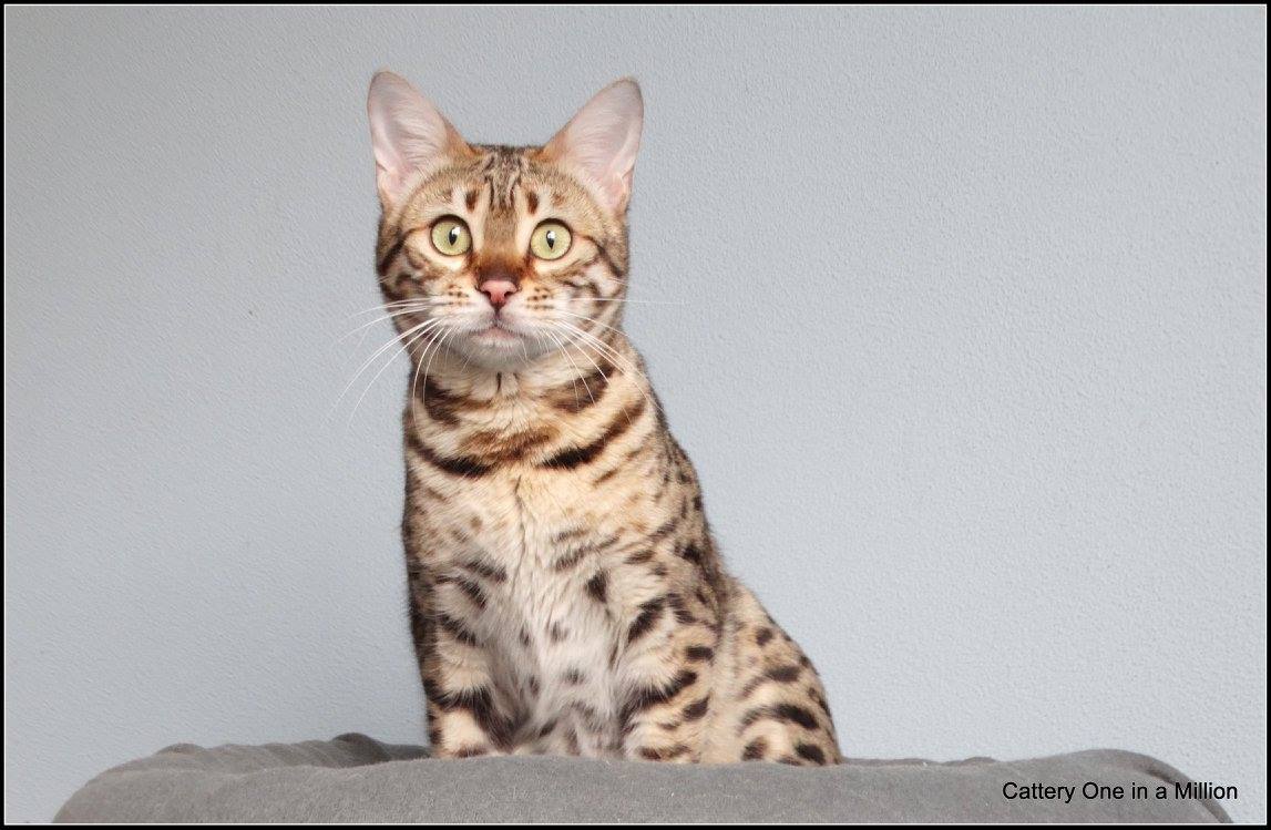 cattery One ina  Million