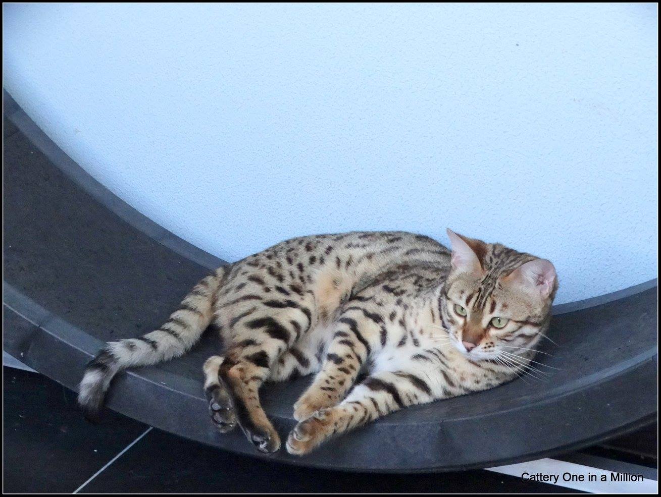 cattery One ina  Million