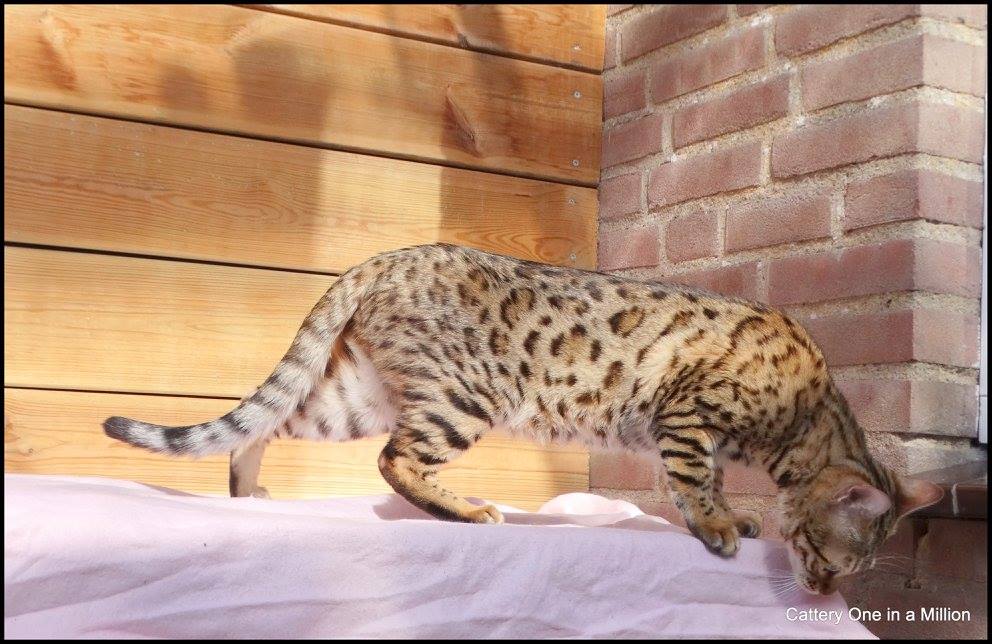 cattery One in a Million