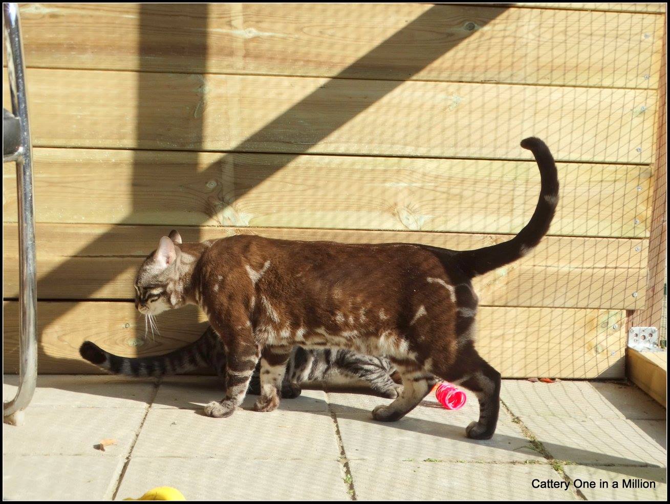 cattery one in a million - Lego