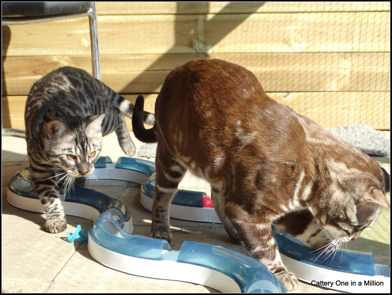 cattery one in a million - Topaz