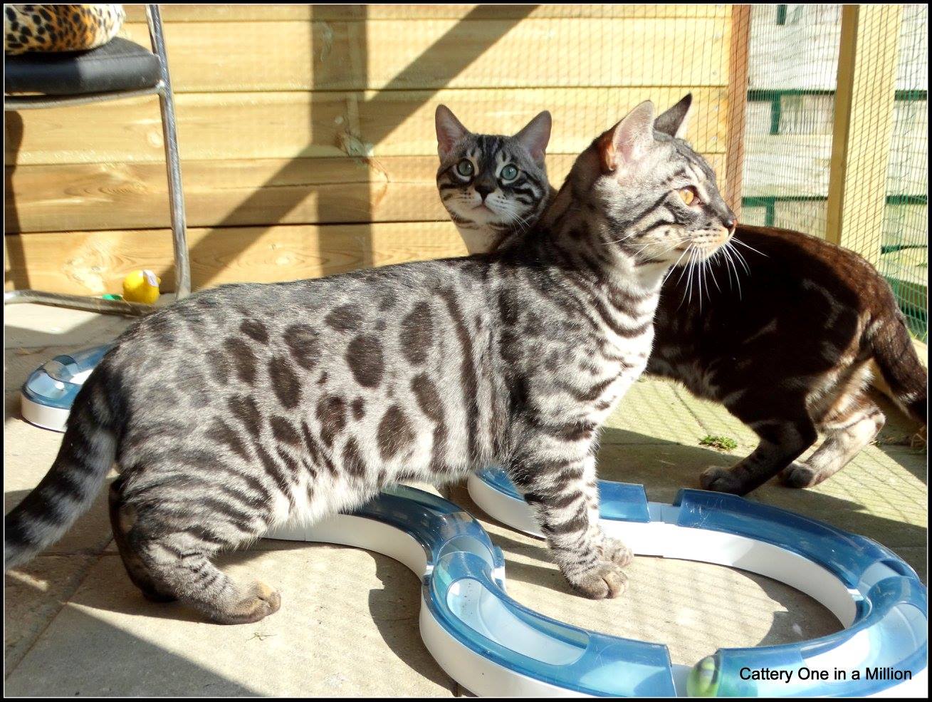 cattery one in a million - Topaz