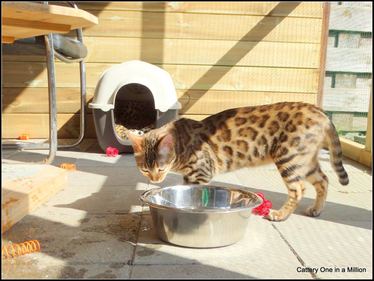 cattery one in a million - Stella