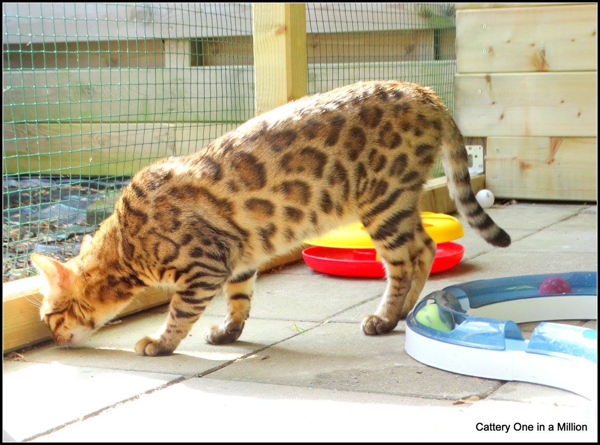 cattery one in a million - Stella