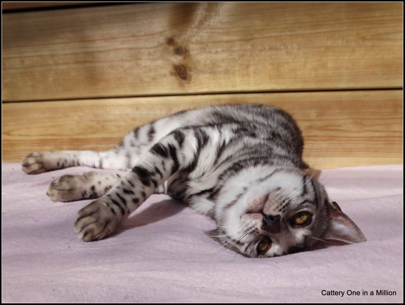 cattery one in a million - Jazz