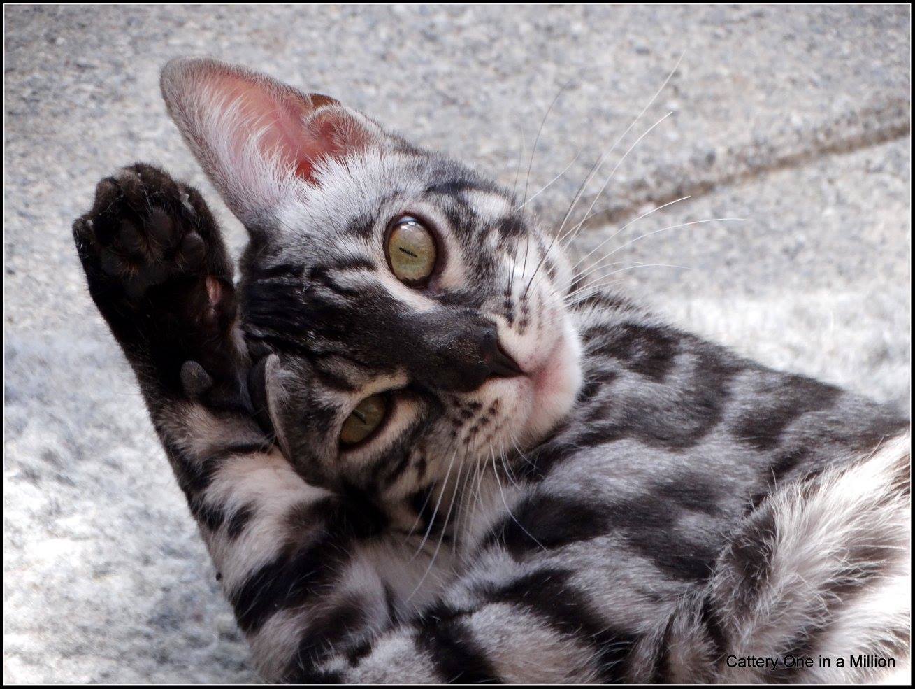 cattery one in a million - Ziva
