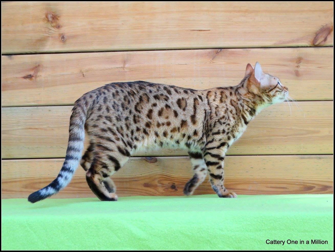 cattery One ina  Million